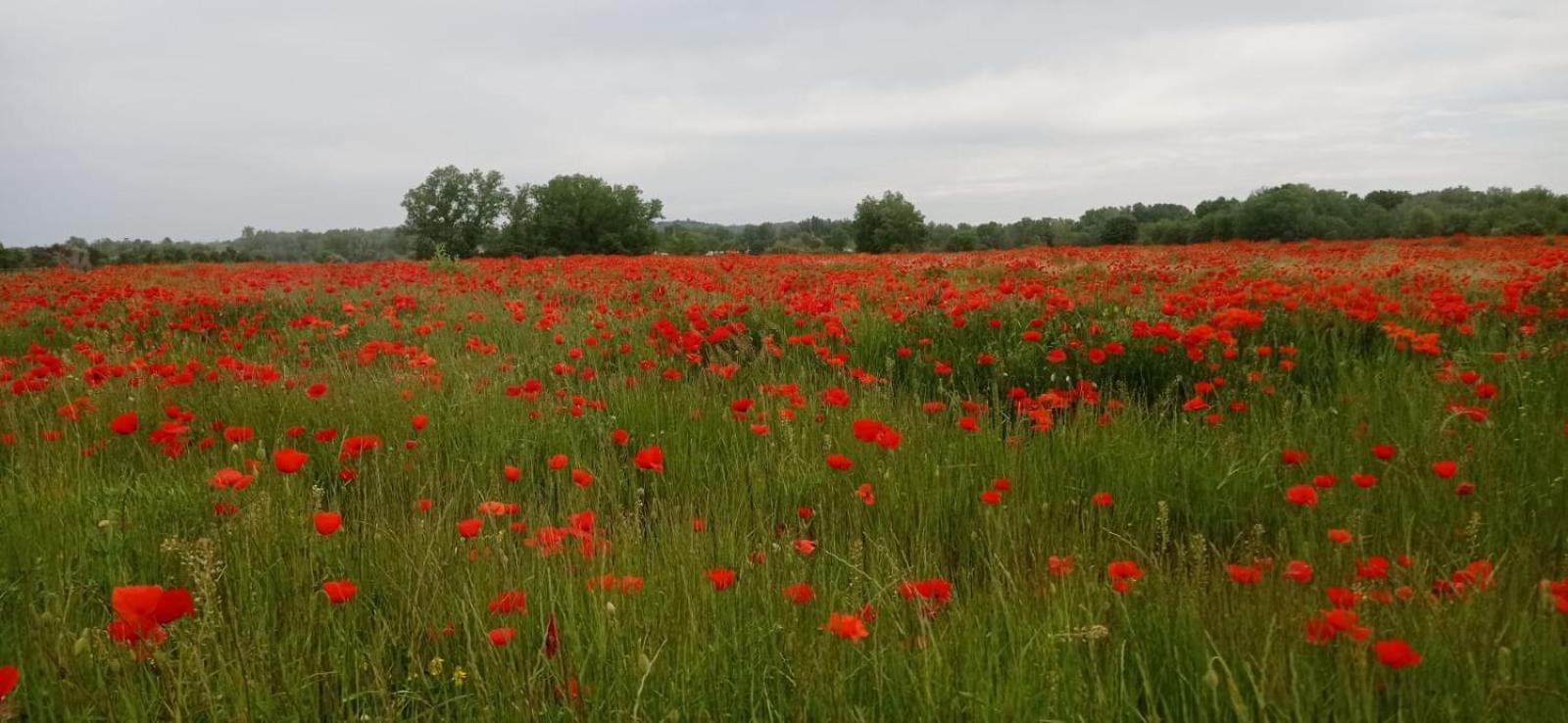 Sous Le Tilleul Saint-Maurice-de-Cazevieille エクステリア 写真